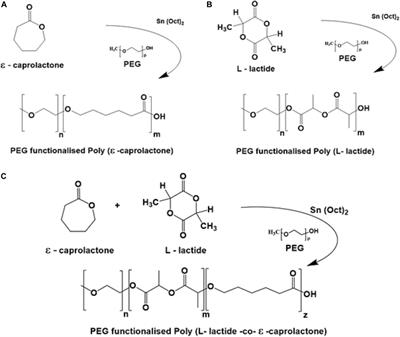 Cytocompatibility Evaluation of a Novel Series of PEG-Functionalized Lactide-Caprolactone Copolymer Biomaterials for Cardiovascular Applications